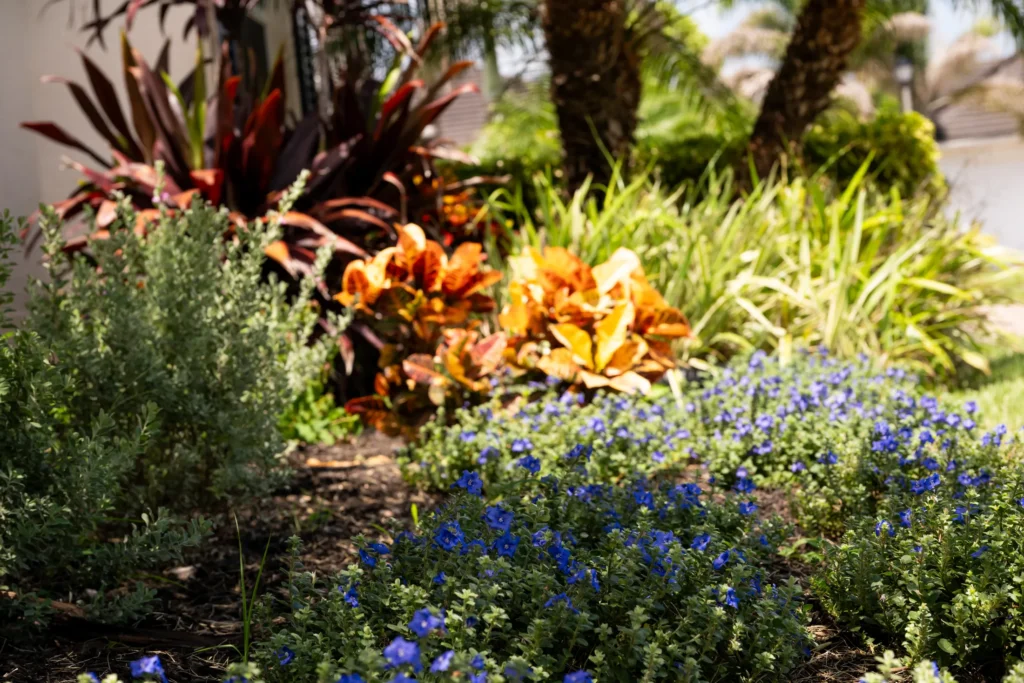 Crotons and blue flowers in a landscape bed