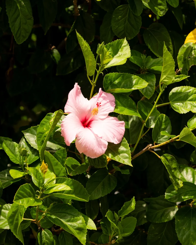 Pink hibiscus flower among green leaves