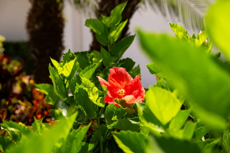 Red hibiscus bloom in a landscape bed