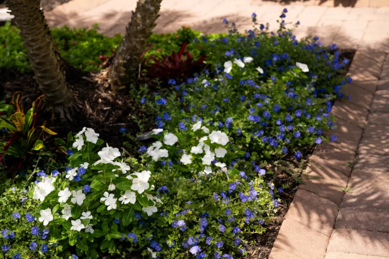 Border of white and blue flowers along a paver walkway