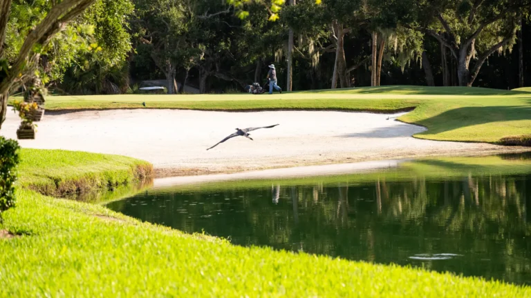 Golf course pond and bunker with a heron in flight