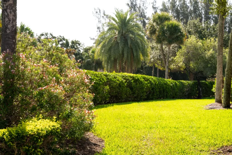 Bright green lawn edged with flowering shrubs and a long hedge
