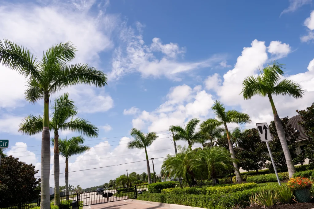 Royal palms and landscaped beds at a neighborhood entrance