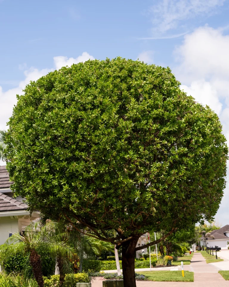 Round, clipped tree in a residential front yard